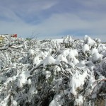 View across the snow covered trees